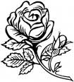 Rose 15